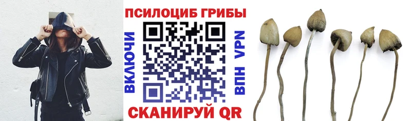 Галлюциногенные грибы Psilocybine cubensis  Пошехонье 